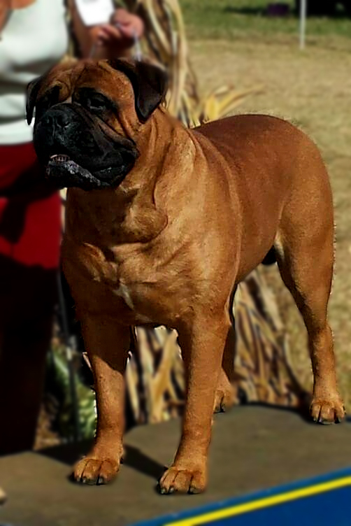 Jake: GCH CH Wachter’s Amethyst Storm RN CGC CGCU CGCA Jake: GCH CH Wachter’s Amethyst Storm RN CGC CGCU CGCA