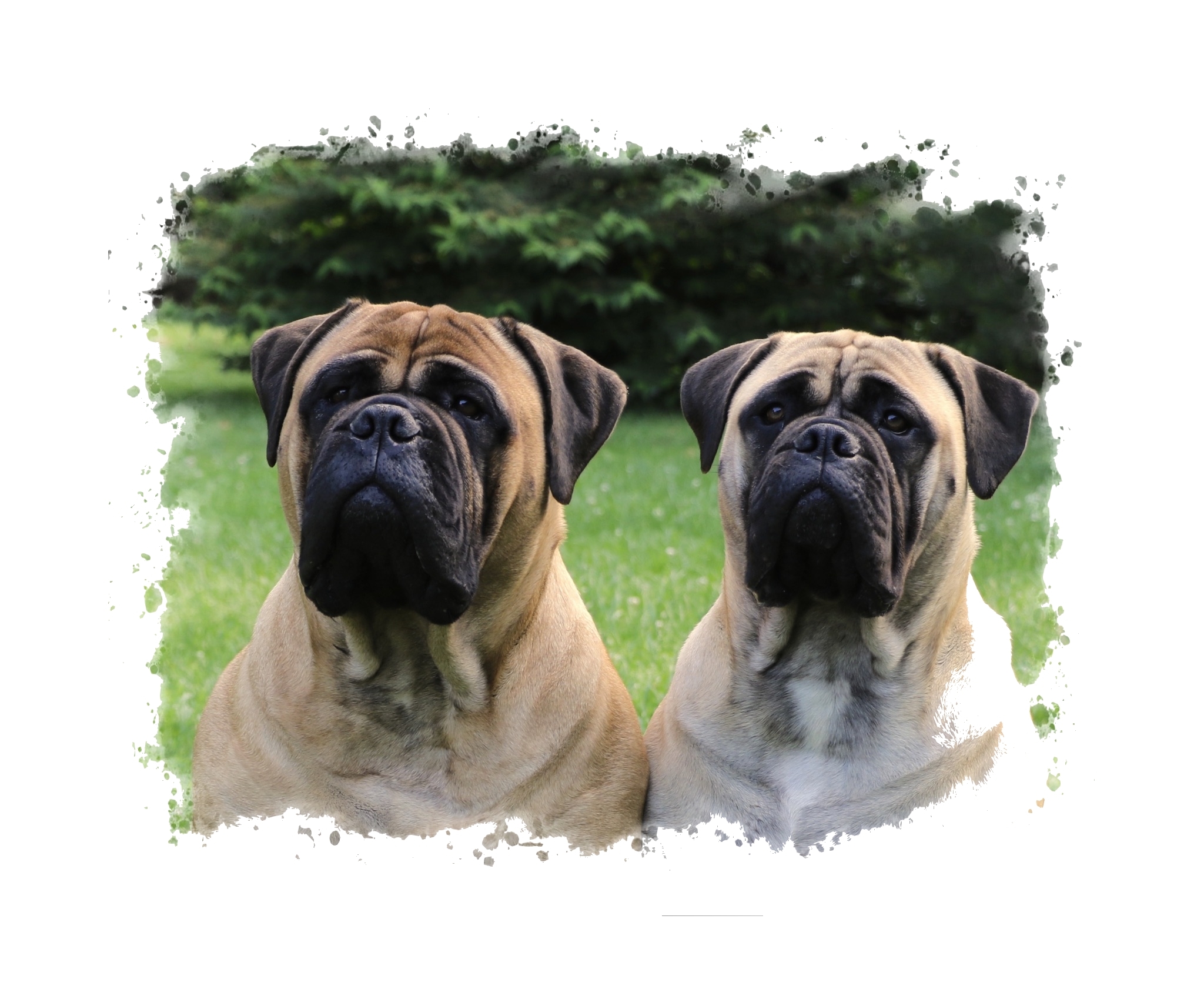 shiloh charlie headsuse USE No Frame shiloh charlie headsuse USE No Frame
